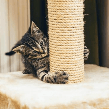 Rascadores